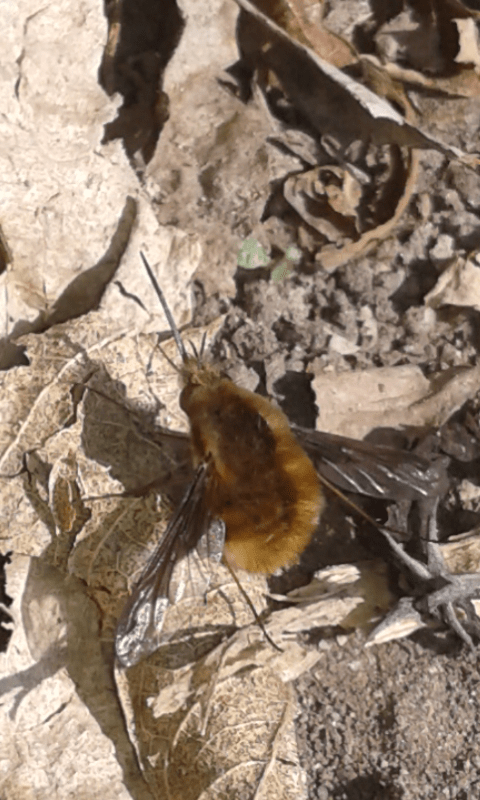 Bombyliidae : Bombylius major